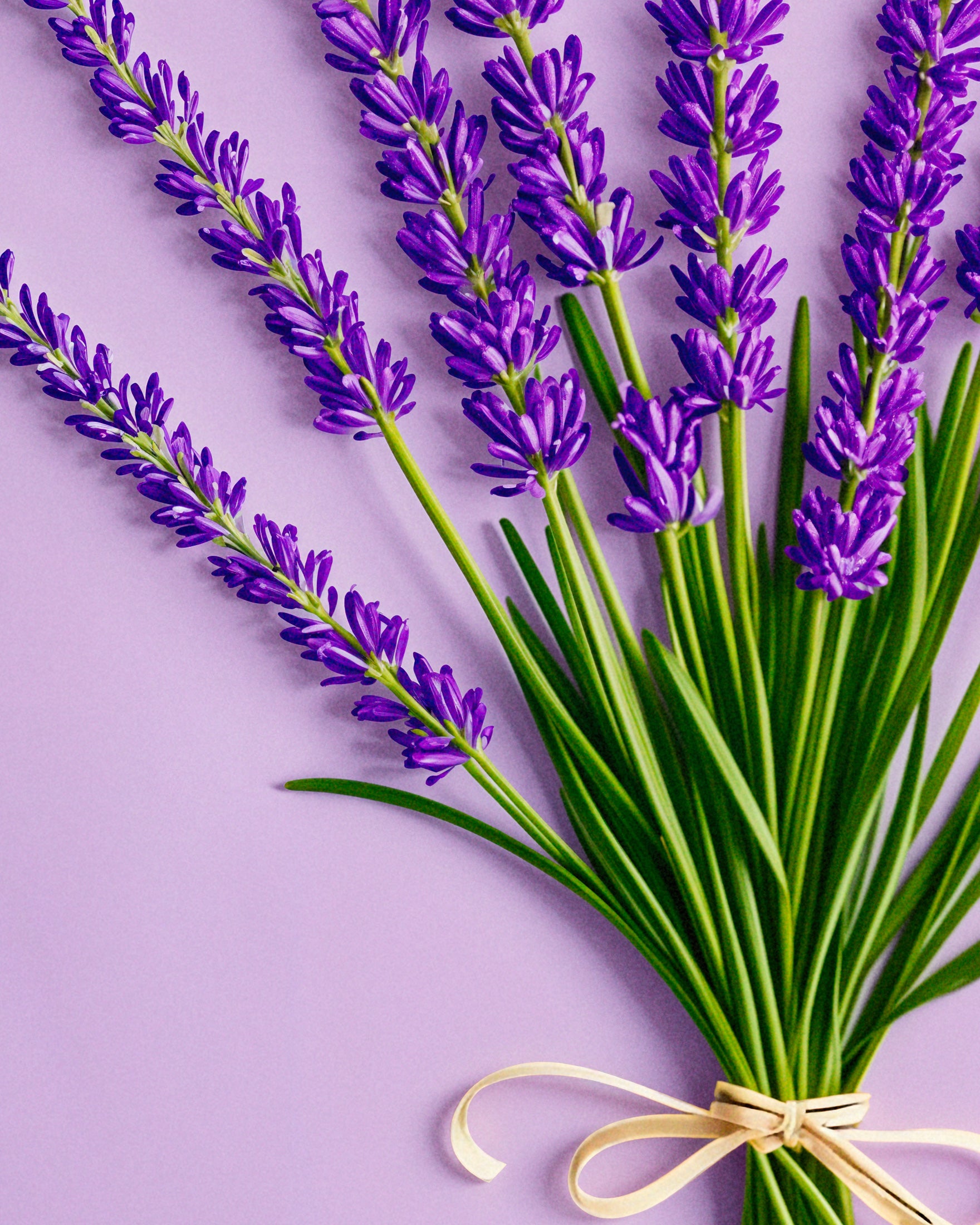 Lavanda dalla Provenza - Poster