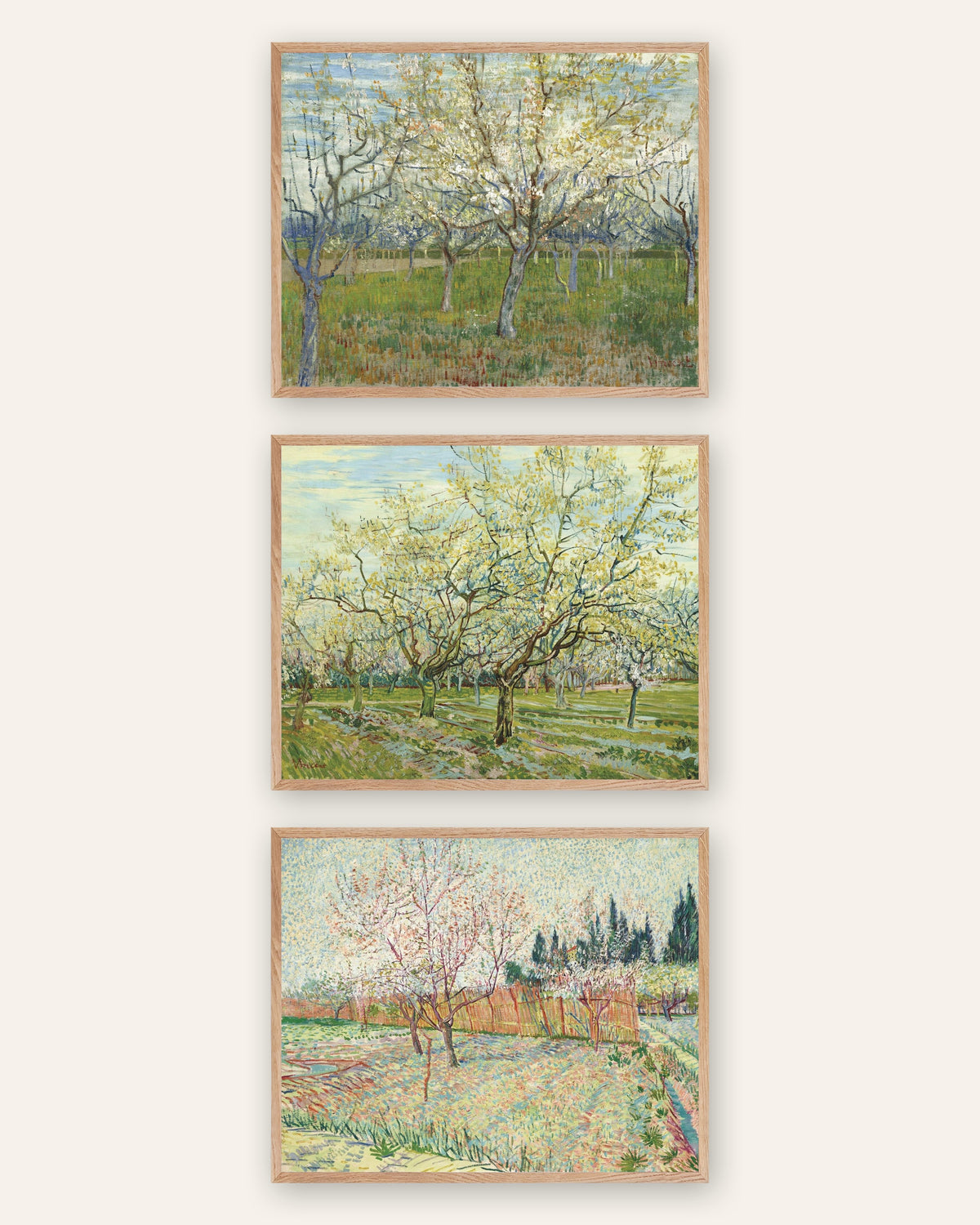 Poster Van Gogh frutteti in fiore, set da 3: rosa, bianco e con cipressi, con cornici in rovere naturale
