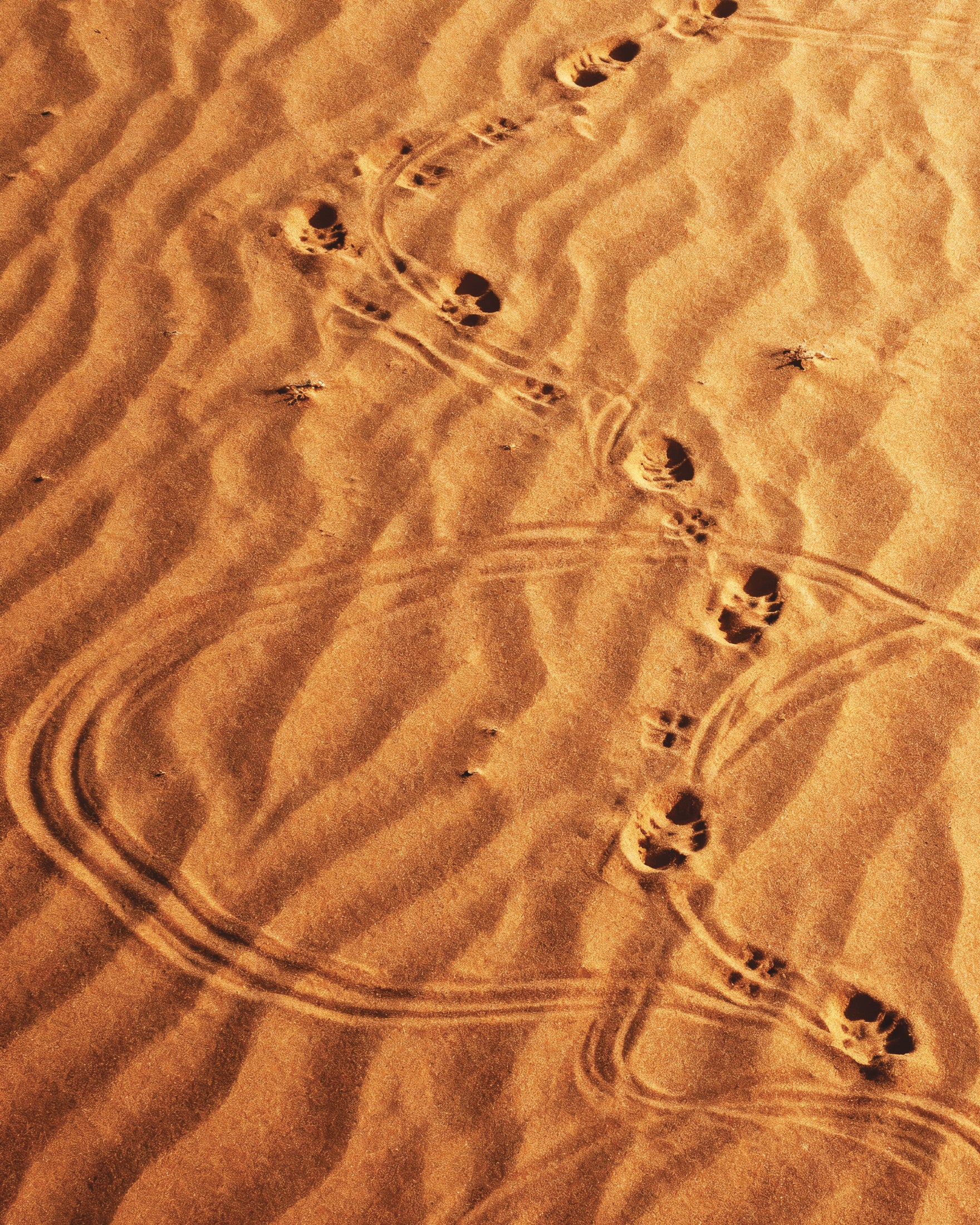 Dune Sandwalk, poster Passi nel deserto